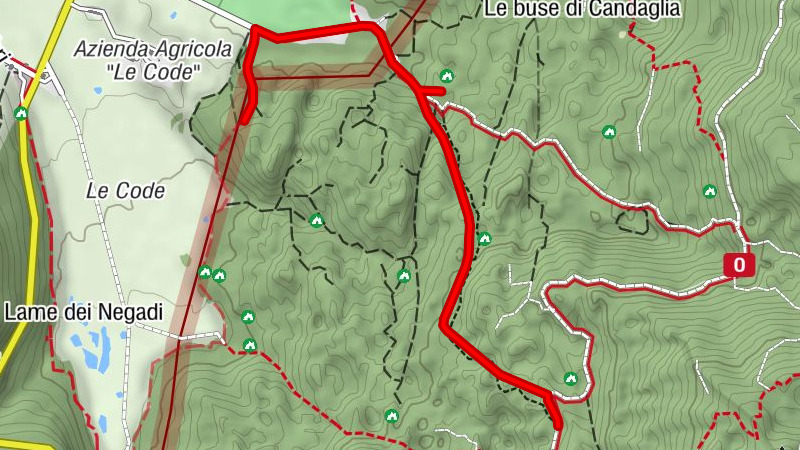 Cansiglio among beeches, deer, and history